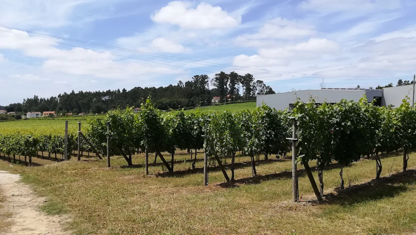 Quinta de gomariz vinyard